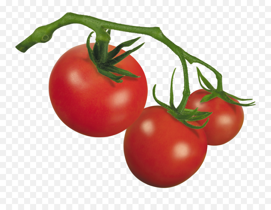 Clipart Of Tomato The And - Plum Tomato Tomato Png,Tomato Plant Png