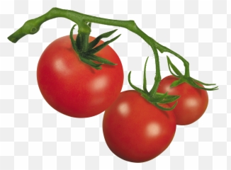 Clipart Of Tomato The And - Plum png