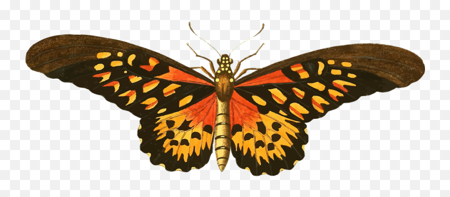 Butterfly Png Image - Purepng Free Transparent Cc0 Png Vintage Butterfly Png,Butterfly Png Transparent