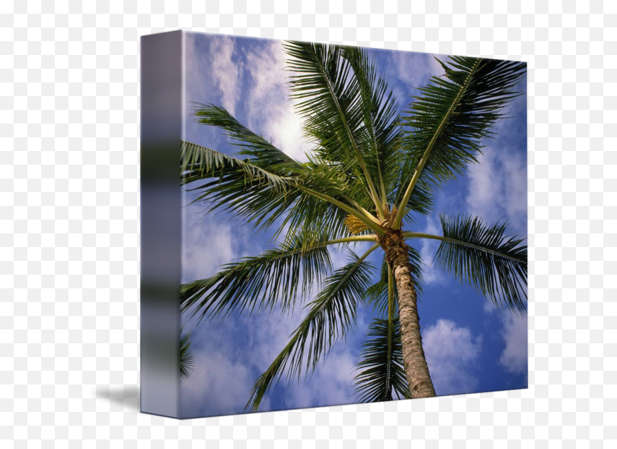 Lowangle View Of Palm Tree Fronds By Panoramic Images - Fresh Png,Palm Fronds Png