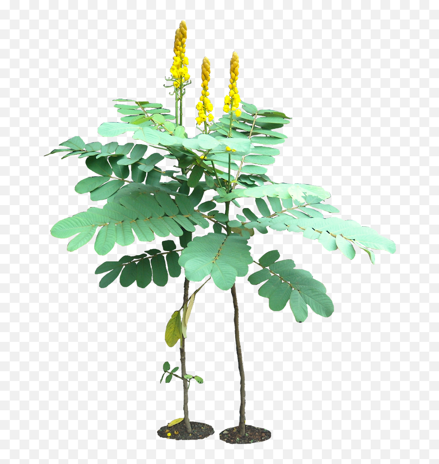 Tropical Plant Pictures Cassia Alata Candle Bush - Senna Alata Png,Shrub Transparent Background