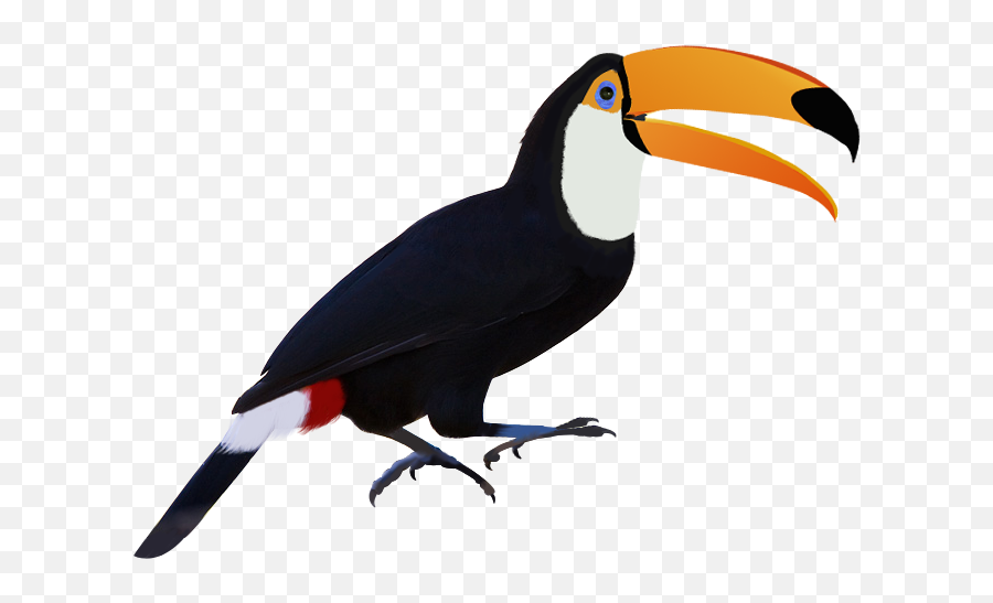 Download Toucan Png Image With No Background - Pngkeycom Toco Toucan,Toucan Png