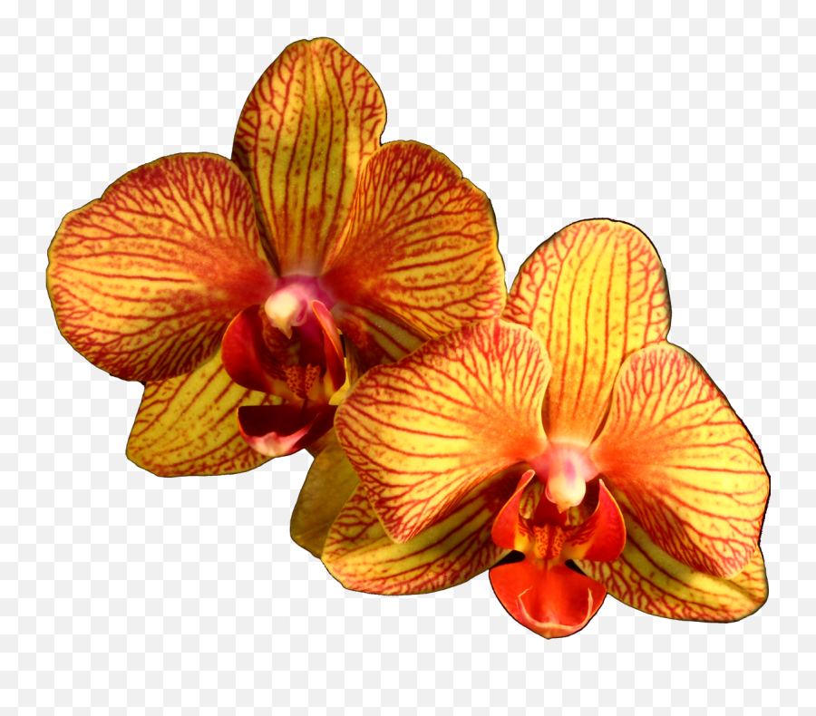 Download Plant Flower Moth Orange Orchids Orchid Clipart Png - Orange Orchid Transparent Png,Orchids Png
