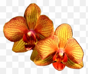 Download Plant Flower Moth Orange Orchids Orchid Clipart Png - Orange Orchid Transparent Png,Orchids Png