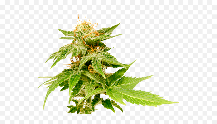 Just Say Yes A Marijuana Memoir By Catherine Hiller - Phytocannabinoids Png,Weed Nugget Png