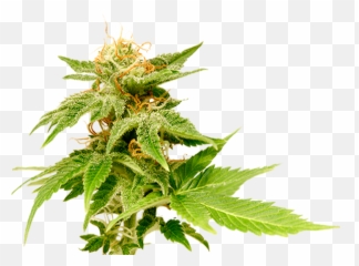 Just Say Yes A Marijuana Memoir By Catherine Hiller - Phytocannabinoids Png,Weed Nugget Png