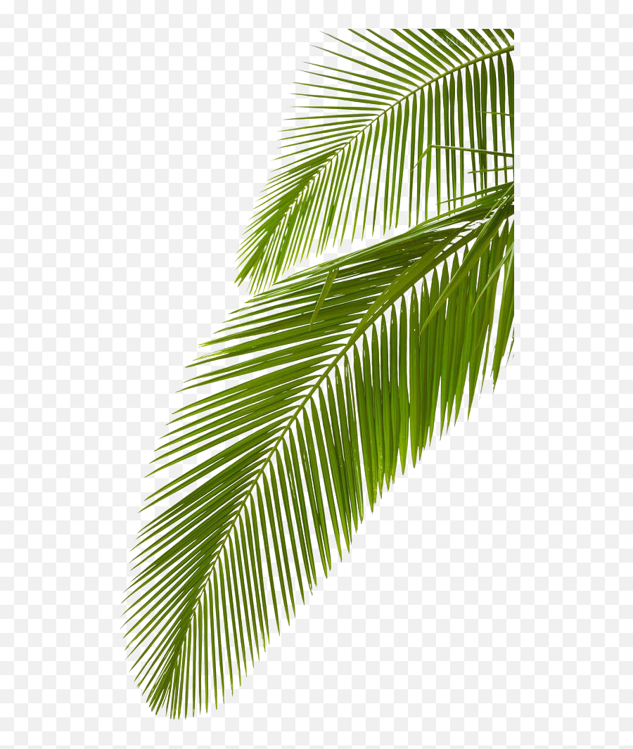 Arecaceae Leaf Stock Photography Palm - Coconut Tree Leaves Png,Palm Tree Leaves Png