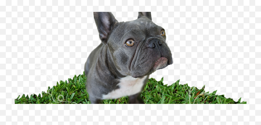 French Bulldog Png Image With No - Adult Blue Frenchie Bulldogs,French Bulldog Png