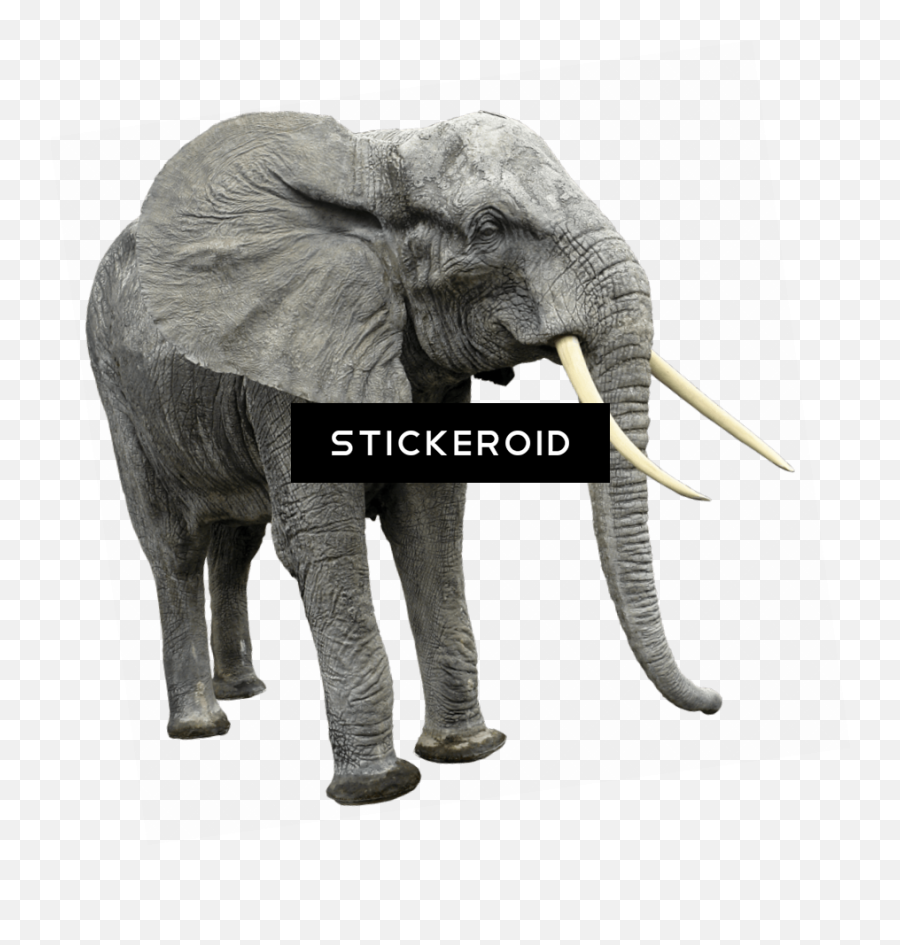 Endangered Species Transparent Png - Elephant Trumpeting Transparent Background,Circus Elephant Png