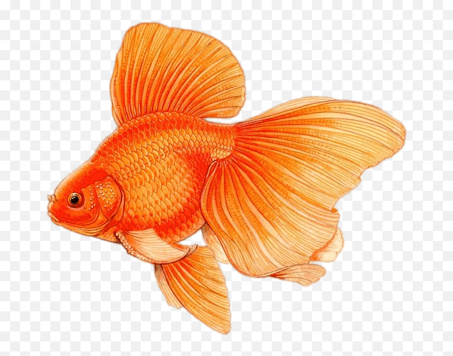 Large Fins Drawing Transparent Png - Difference Between Male And Female Goldfish,Fin Png