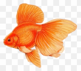 Large Fins Drawing Transparent Png - Difference Between Male And Female Goldfish,Fin Png
