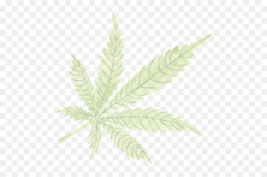 Leaf Cannabis - Greenline Pos Fern Png,Marijuana Leaf Transparent