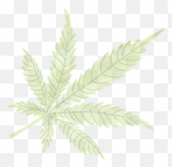 Leaf Cannabis - Greenline POS Fern png