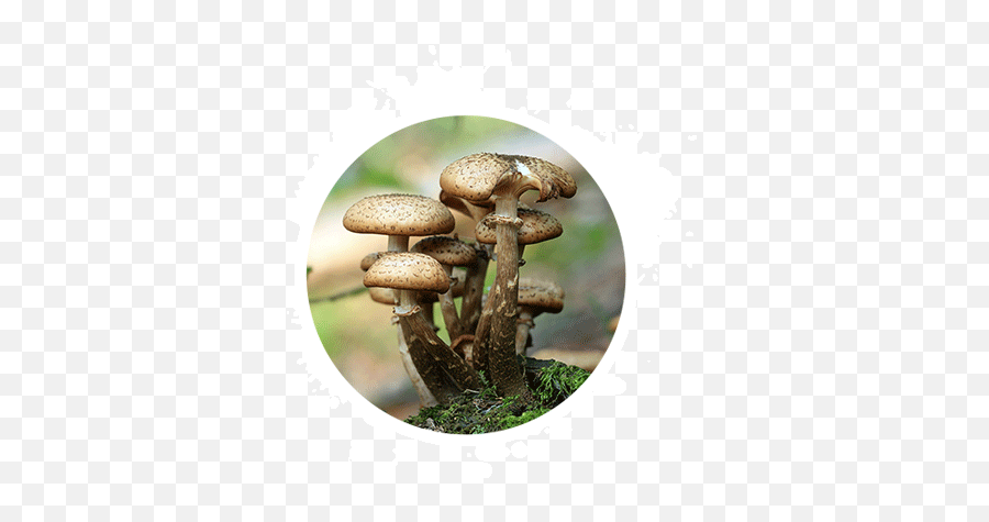 Blog Mushroom Logs Suppliers - Manufacturing Company Champignons Forets En Automne Png,Mushrooms Icon