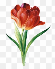 Flower Silhouette Botanical Illustration - png