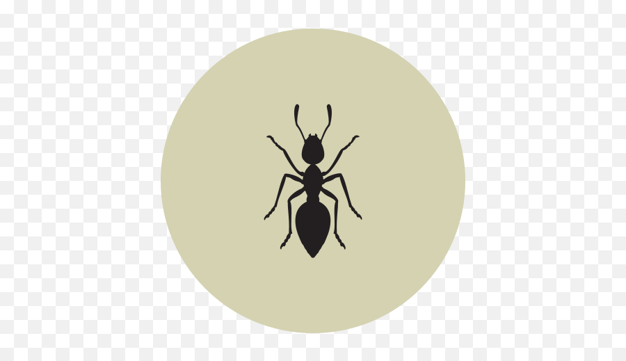 Ant Icon U2013 Free Download Png And Vector - White Ant,Carptener Icon