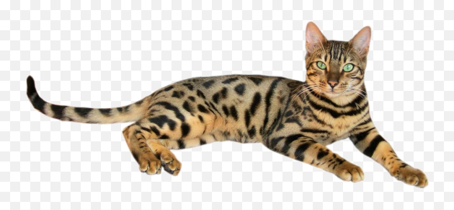 Filebrown Spotted Tabby Bengal Cat 2png - Wikimedia Commons Essential Oils Avoid Cats,Cat With Transparent Background