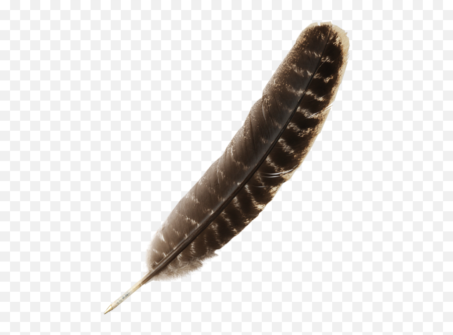 Quill Pen Natural Brown - Harry Potter Quill Png,Quill Pen Png