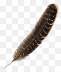 Quill Pen Natural Brown - Harry Potter Png