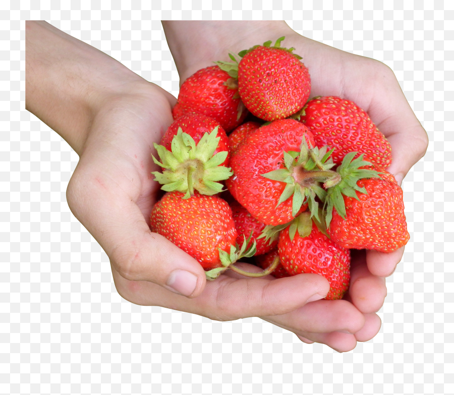 Download Hands Holding A Bunch Of Strawberries Png Image For - Holding Strawberry Png,Hand Holding Png