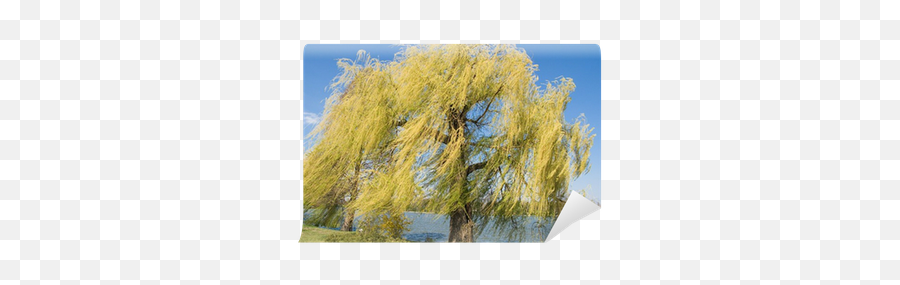 Wall Mural Weeping Willow Tree By The Lake In Park - Weeping Wiilow Tree Png,Willow Tree Icon