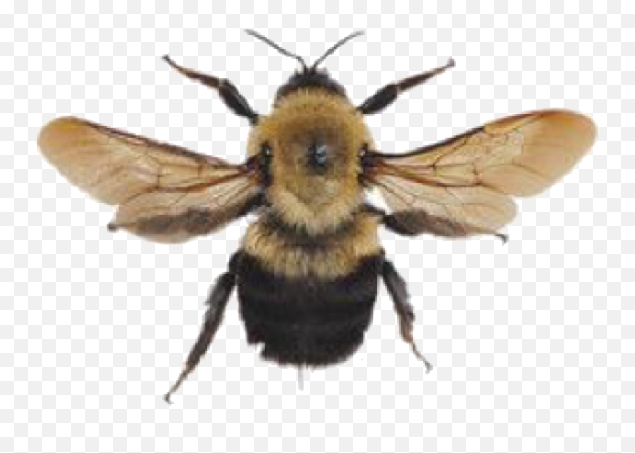Bee Bumblebee Yellow Aesthetic Png Arthoe Honey Memes - Art Hoe Aesthetic Png,Bumblebee Png