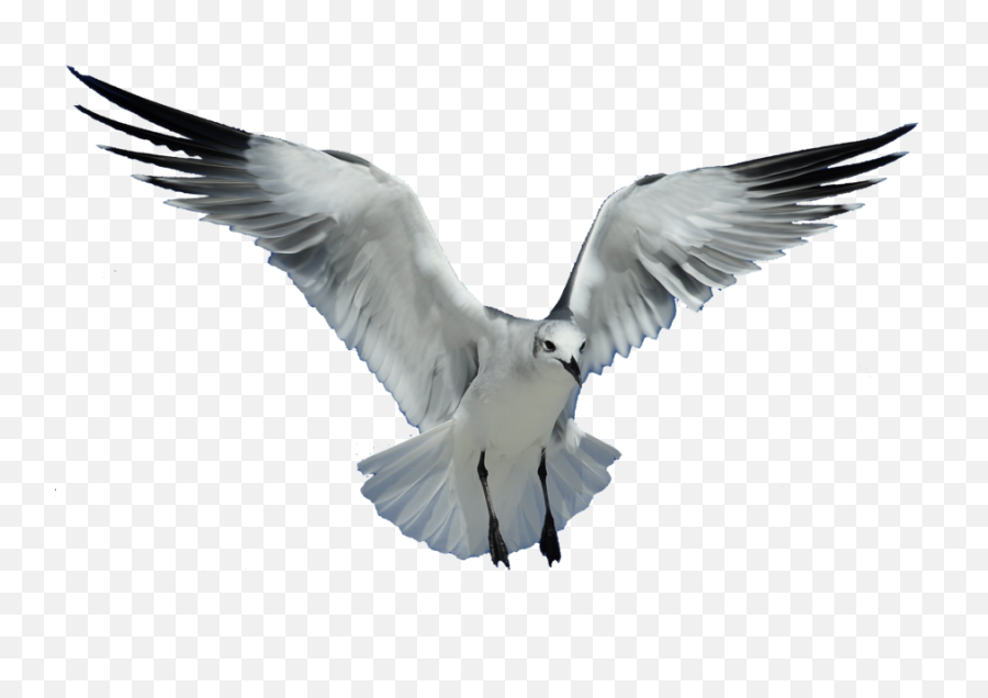 Transparent Png Images Background - Transparent Background Flying Bird Png,Seagull Png