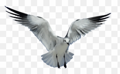 Transparent Png Images Background - Transparent Background Flying Bird Png,Seagull Png