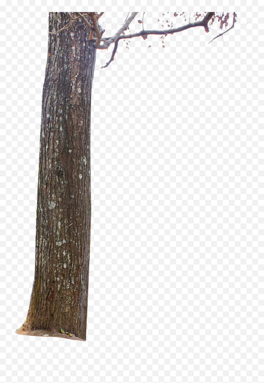 Tree Bark Png Picture - Tree Png For Picsart,Tree Bark Png