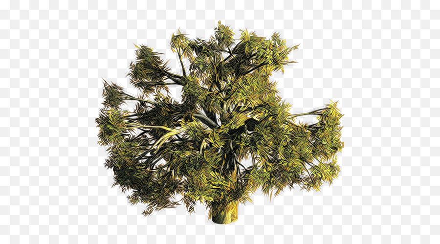 Valley Without Wind To Be Beta - Tree Clipart Top Conifer Png,Tree Top Down Png