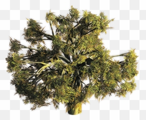 Valley Without Wind To Be Beta - Tree Clipart Top Conifer Png,Tree Top Down Png