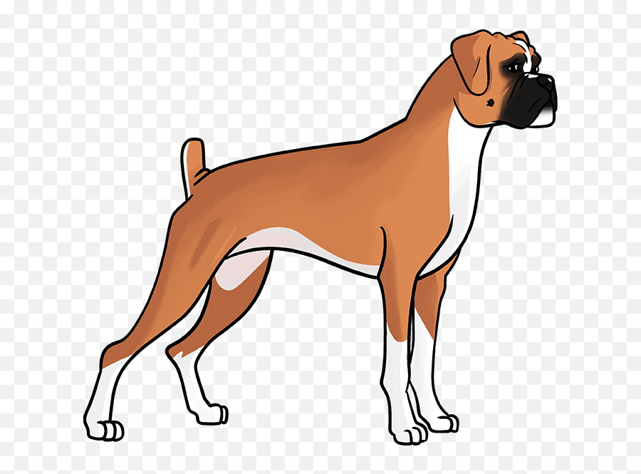 How To Draw A Boxer Dog - Really Cute Drawing Tutorial Png,Boxer Dog Icon