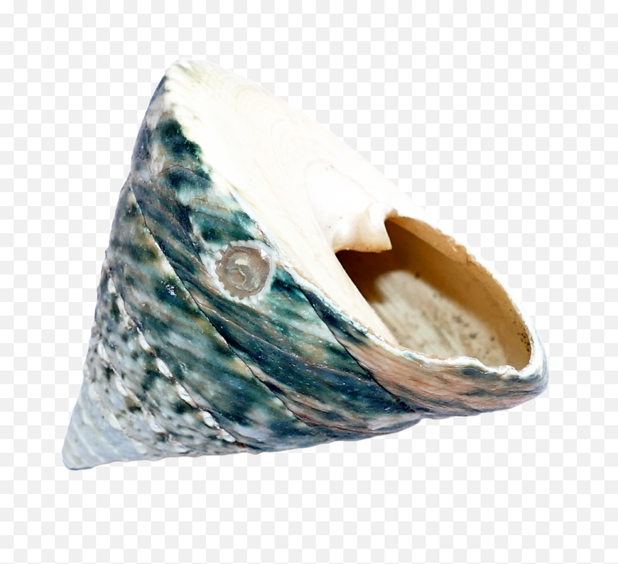Ocean Sea Shell Png Transparent Image - Pngpix Seashell,Ocean Transparent Background