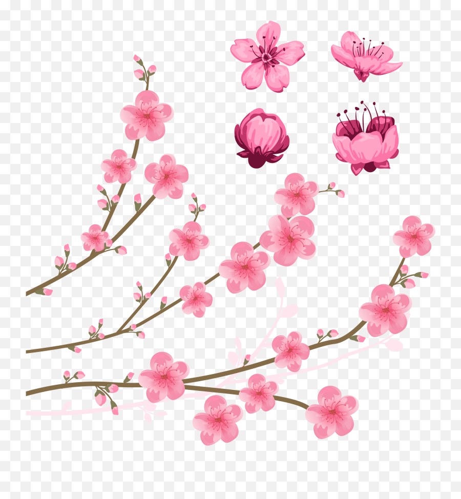 Download Cherry Blossom Drawing Illustration - Clip Art Cherry Blossom Watercolor Vector Free Png,Cherry Blossom Png