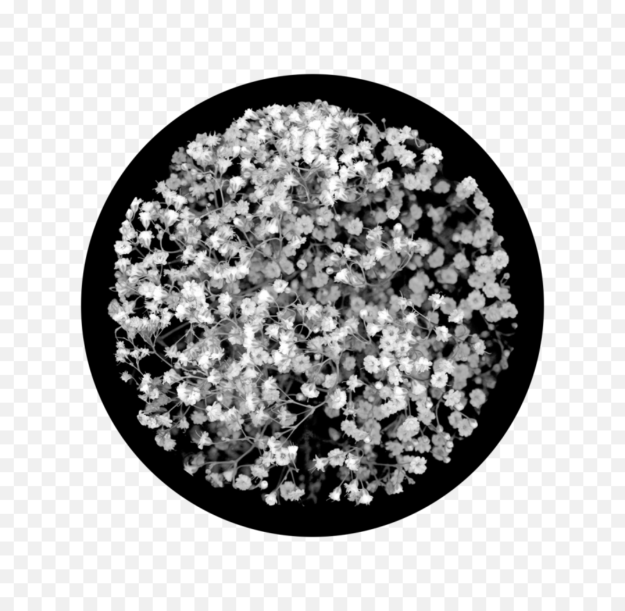Download Babys Breath Breakup - Portable Network Graphics Png,Baby's Breath Png