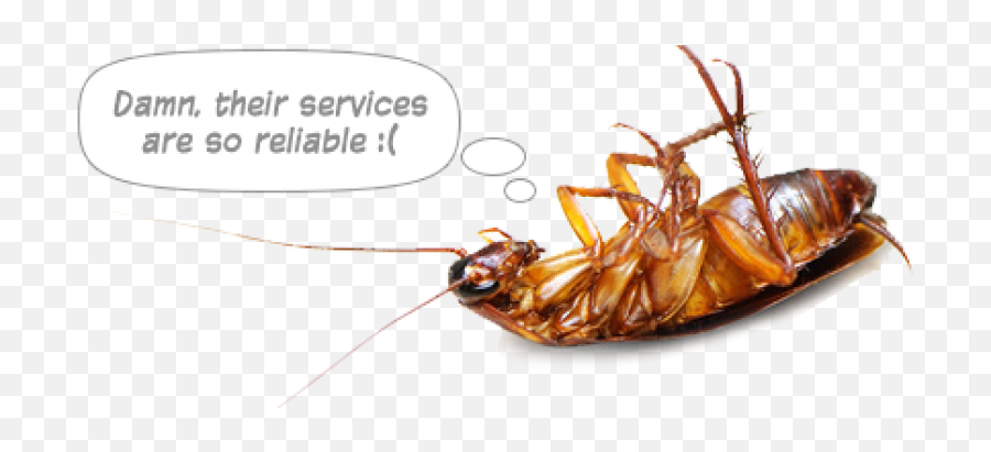 How Do Cockroaches Live - Cockroach Png,Cockroach Transparent