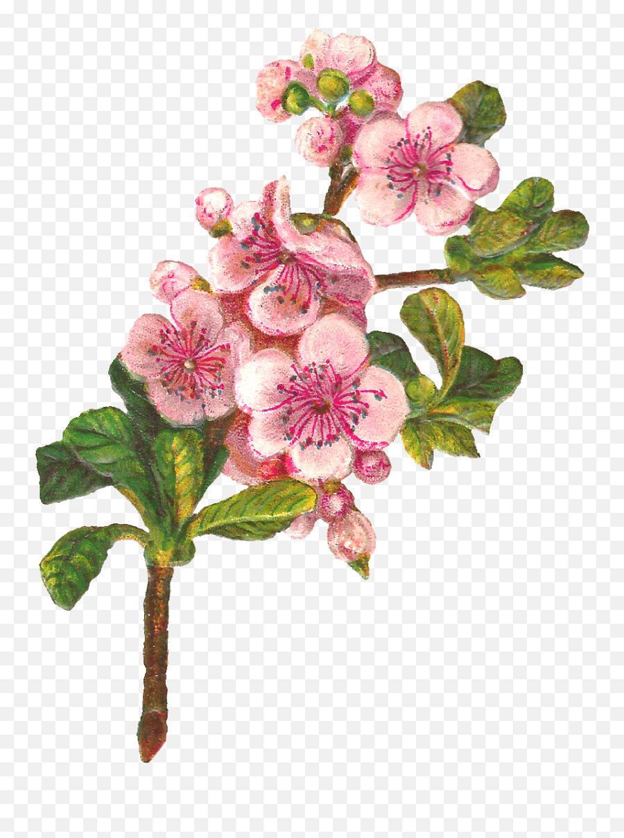 Bloosoming Apple Tree Png Free - Apple Tree Flowers Png,Apple Tree Png