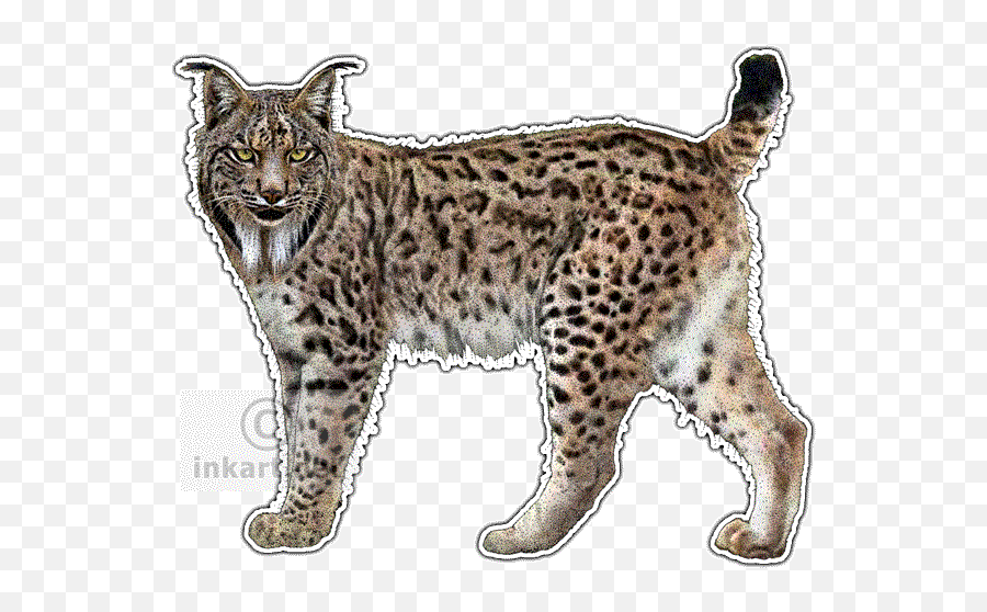 Lynx Png Transparent - Iberian Lynx Png,Lynx Png