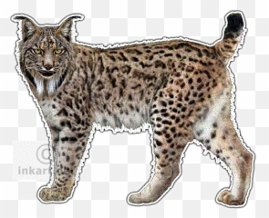 Lynx Png Transparent - Iberian Lynx Png,Lynx Png