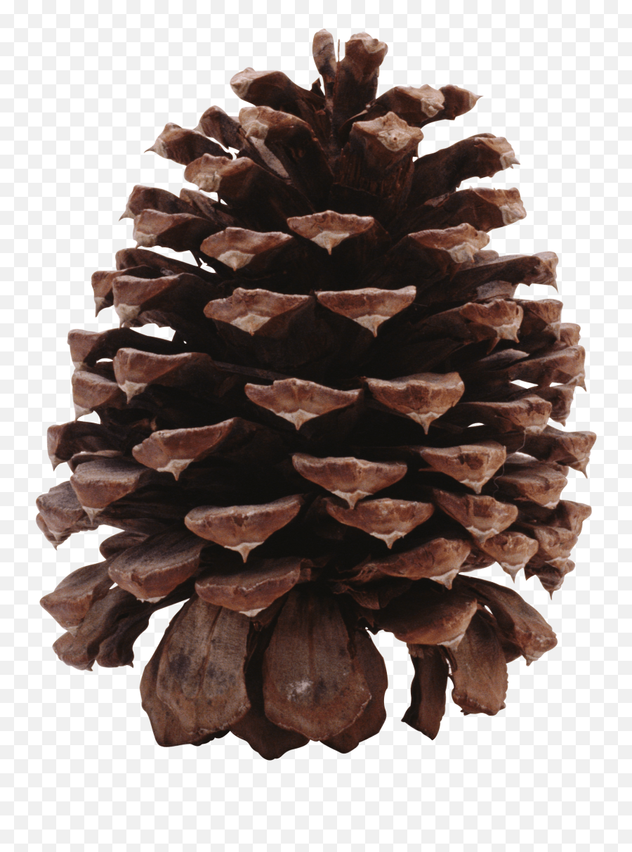 Dark Pine Cone Transparent Png - Buah Cemara Png,Pine Cone Png