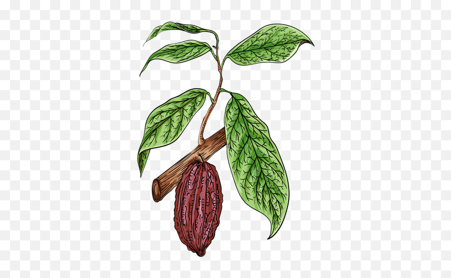 Transparent Png Svg Vector File - Cacao Transparent,Cacao Png