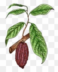 Transparent Png Svg Vector File - Cacao Transparent,Cacao Png