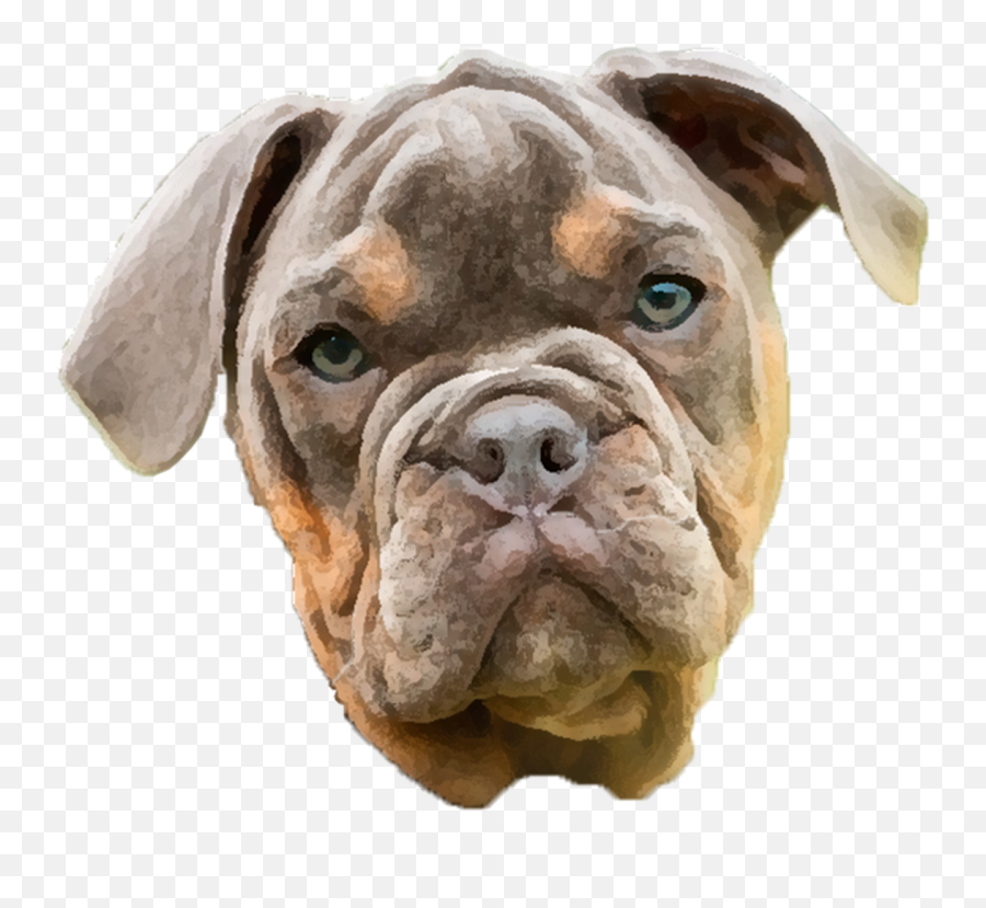 Bulldog Dog Puppy Png