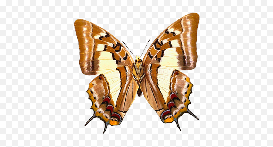 Butterfly Png Picture Clipart Kelebekler Hayvanlar Ku - Brown Butterfly High Resolution,Watercolor Butterfly Png