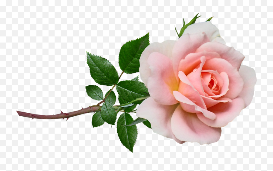 Flower Pink Rose - Free Image On Pixabay Pink Rose Png,Pink Rose Transparent Background