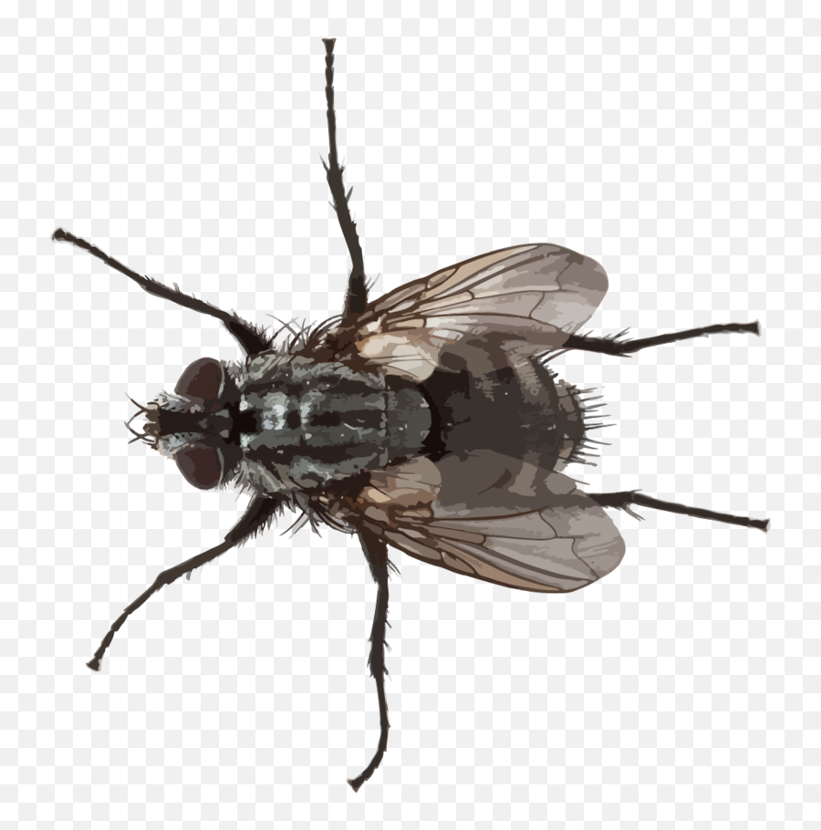 Small Fly Png Picture - Small Fly Png Transparent,Fly Png