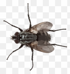 Small Fly Png Picture - Transparent