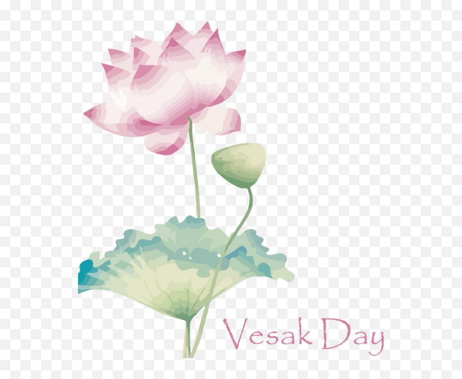 Vesak Flower Lotus Family Sacred For Buddha Day - Sacred Lotus Png,Lotus Transparent