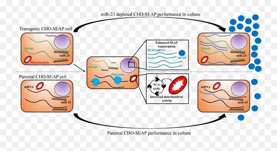 Exploring The Unknown U2013 Sequencing Cho Mitochondrial - Plasmid Mitochondria Png,Mitochondria Png