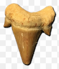 Sharku0027s Tooth Halves And Tips - Fossil Png,Shark Teeth Png